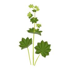 Attēlu rezultāti vaicājumam “Alchemilla vulgaris aggr. bud”