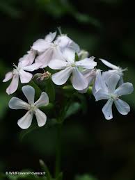 Attēlu rezultāti vaicājumam “Saponaria officinalis flower”