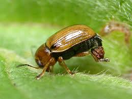 Attēlu rezultāti vaicājumam “Cryptocephalus pusillus”