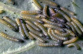 Attēlu rezultāti vaicājumam “Pieris brassicae underside”