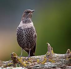 Image result for Turdus torquatus