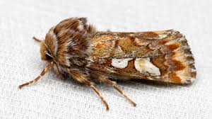 Attēlu rezultāti vaicājumam “Panolis flammea”