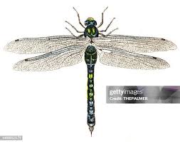 Attēlu rezultāti vaicājumam “Odonata”