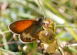 Attēlu rezultāti vaicājumam “Coenonympha hero underside”