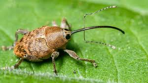 Image result for Coleoptera Curculionoidea