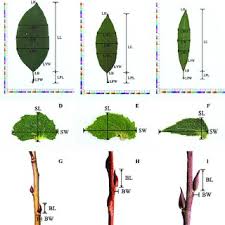 Attēlu rezultāti vaicājumam “Salix caprea leaf”