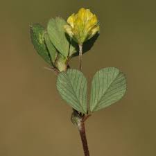 Attēlu rezultāti vaicājumam “Trifolium dubium”