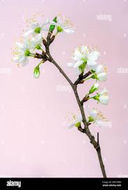 Attēlu rezultāti vaicājumam “Prunus domestica subsp. insitita”