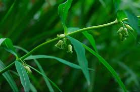 Attēlu rezultāti vaicājumam “Polygonatum verticillatum”