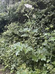 Attēlu rezultāti vaicājumam “Heracleum”