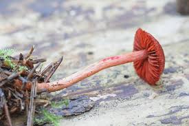 Attēlu rezultāti vaicājumam “Cortinarius sanguineus”