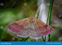 Attēlu rezultāti vaicājumam “Phytometra viridaria”