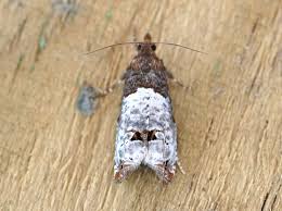 Attēlu rezultāti vaicājumam “Notocelia roborana”