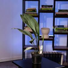 Attēlu rezultāti vaicājumam “Comatricha ellae stalked”