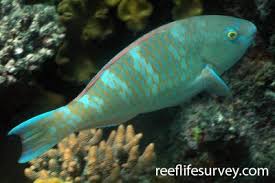 Image result for Scarus fuscopurpureus