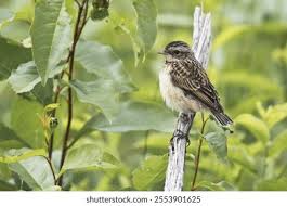 Attēlu rezultāti vaicājumam “Saxicola rubetra juvenile”