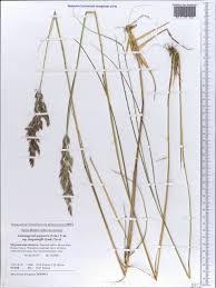 Attēlu rezultāti vaicājumam “Calamagrostis purpurea”