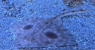 Image result for Raja straeleni