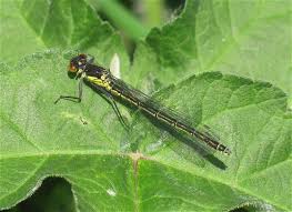 Attēlu rezultāti vaicājumam “Erythromma najas”