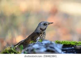 Attēlu rezultāti vaicājumam “Turdus pilaris juvenile”