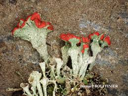 Attēlu rezultāti vaicājumam “Cladonia coccifera”