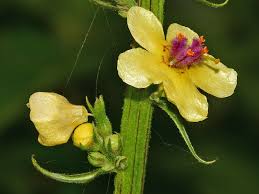 Image result for Königskerzen