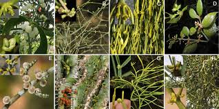 Attēlu rezultāti vaicājumam “Viscum album”