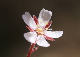 Attēlu rezultāti vaicājumam “Droseraceae”