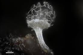 Attēlu rezultāti vaicājumam “Heterotrichia pomiformis (syn. Arcyria pomiformis)”