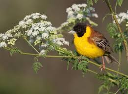 Image result for Emberiza melanocephala