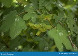 Attēlu rezultāti vaicājumam “Acer campestre fruit”