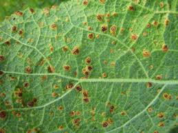Attēlu rezultāti vaicājumam “Alcea rosea leaf”