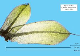 Attēlu rezultāti vaicājumam “Bryum capillare”