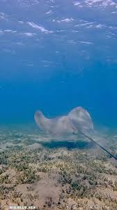 Image result for Himantura uarnak