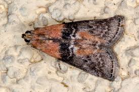 Attēlu rezultāti vaicājumam “Sciota adelphella”