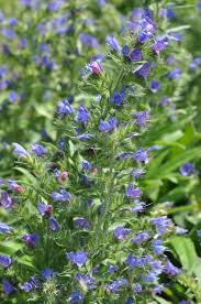 Attēlu rezultāti vaicājumam “Echium vulgare”