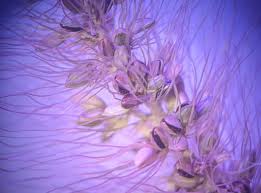 Attēlu rezultāti vaicājumam “Setaria viridis fruit”