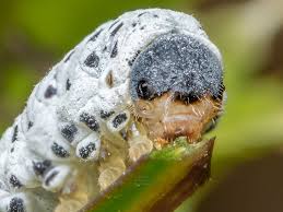 Attēlu rezultāti vaicājumam “Tenthredo scrophulariae”