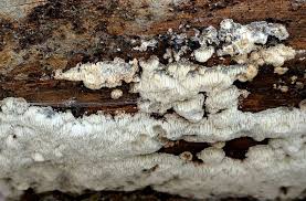 Attēlu rezultāti vaicājumam “Postia sericeomollis”