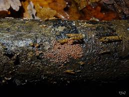 Attēlu rezultāti vaicājumam “Perichaena corticalis macro”