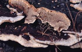 Attēlu rezultāti vaicājumam “Gloeophyllum trabeum”