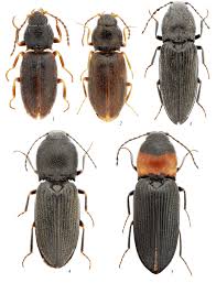 Attēlu rezultāti vaicājumam “Cardiophorus ruficollis”