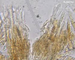 Attēlu rezultāti vaicājumam “Xylobolus frustulatus”