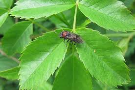 Attēlu rezultāti vaicājumam “Eriocampa ovata”