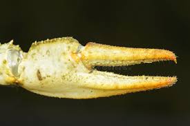 Attēlu rezultāti vaicājumam “Astacus leptodactylus”