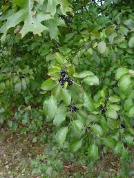 Attēlu rezultāti vaicājumam “Rhamnus cathartica fruit”