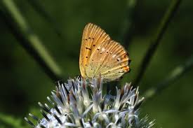 Attēlu rezultāti vaicājumam “Lycaena virgaureae underside”