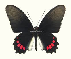 Attēlu rezultāti vaicājumam “Papilionidae”