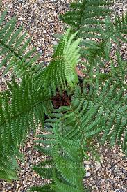 Attēlu rezultāti vaicājumam “Dryopteris affinis”