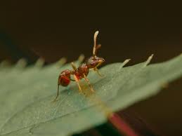 Attēlu rezultāti vaicājumam “Myrmica rubra”